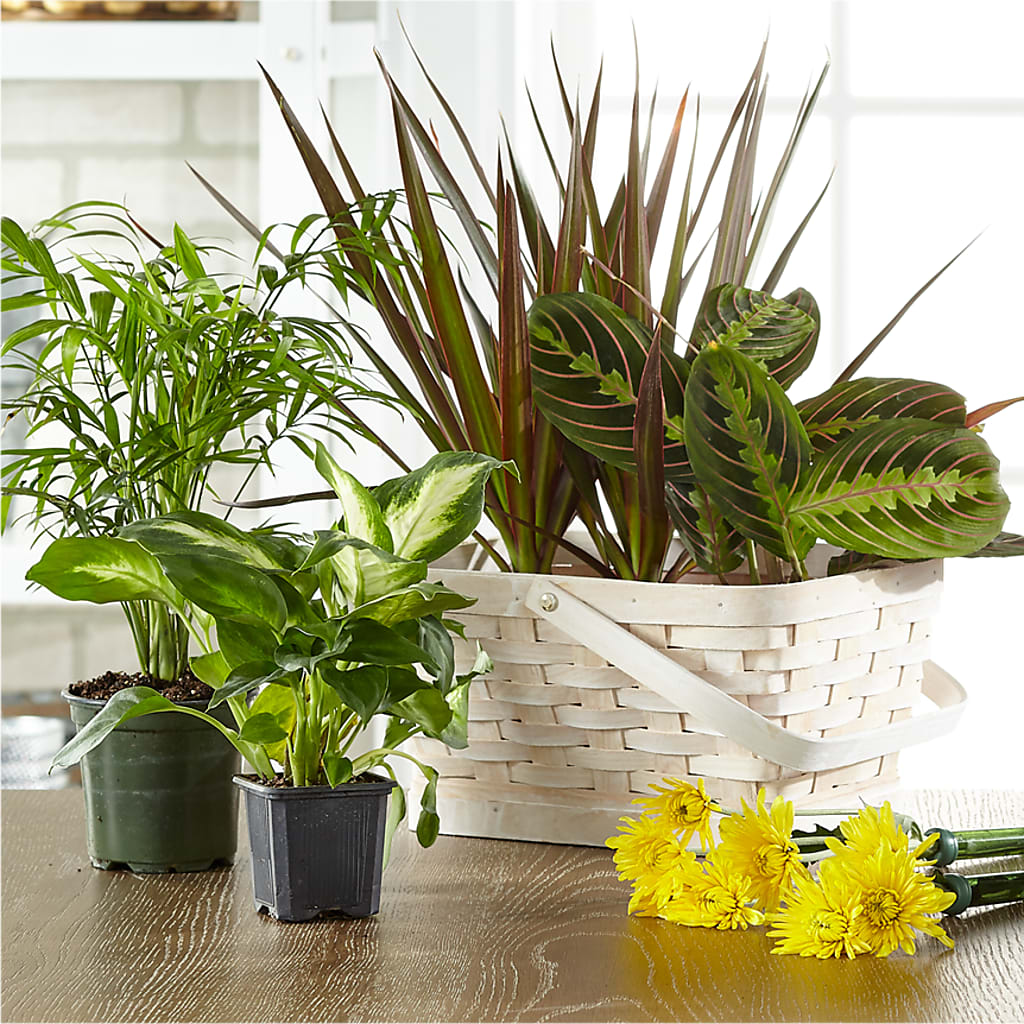 Florist Designed Blooming and Green Plants in a Basket – B Floral, Coalville UT