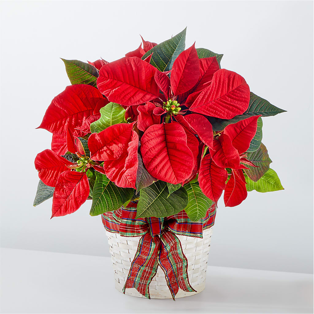 Happiest Holidays Poinsettia – B Floral, Coalville UT