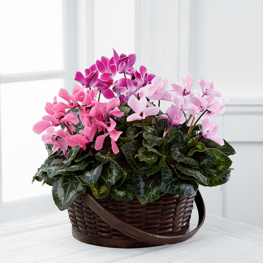 Mixed Cyclamen Planter – B Floral, Coalville UT