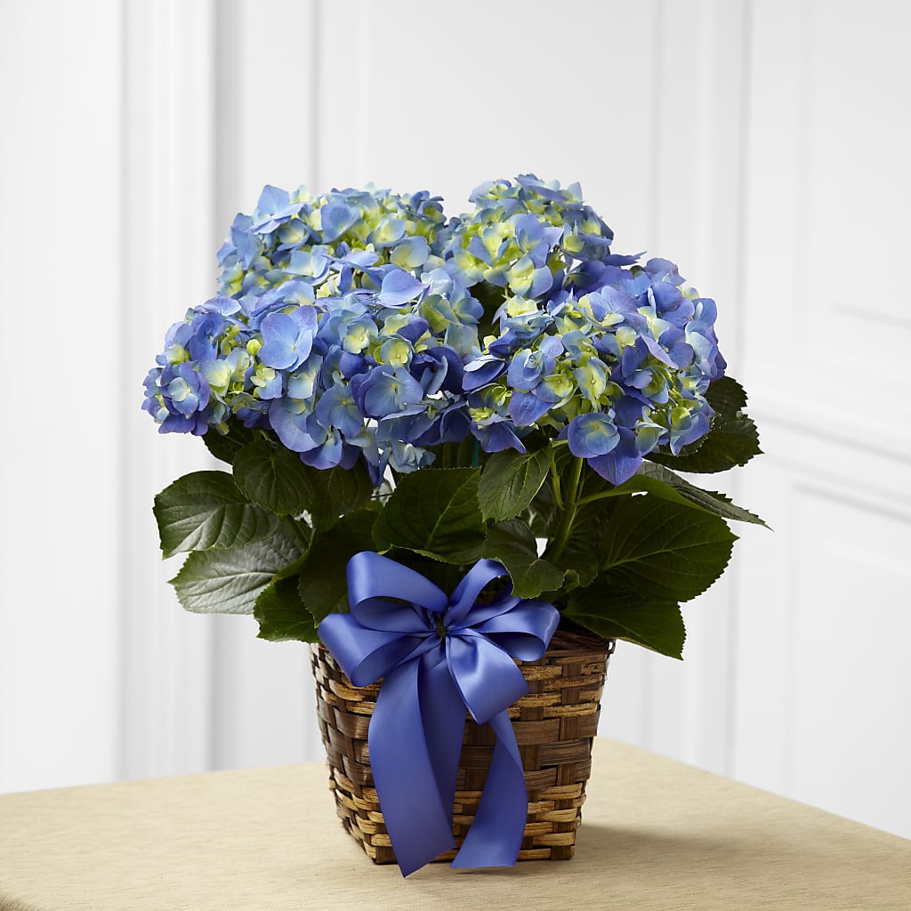Blue Hydrangea Planter – B Floral, Coalville UT