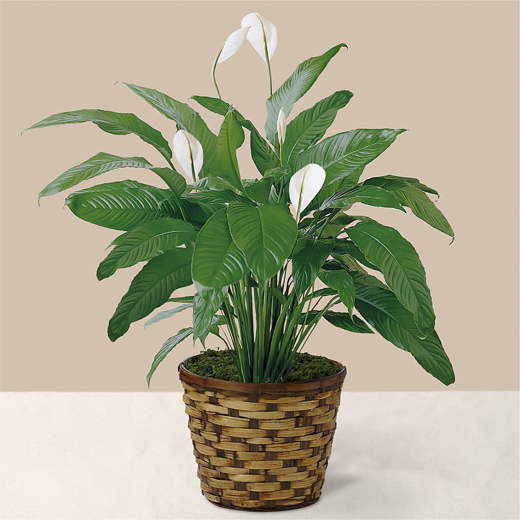 Tranquil Moments Peace Lily Plant – B Floral, Coalville UT