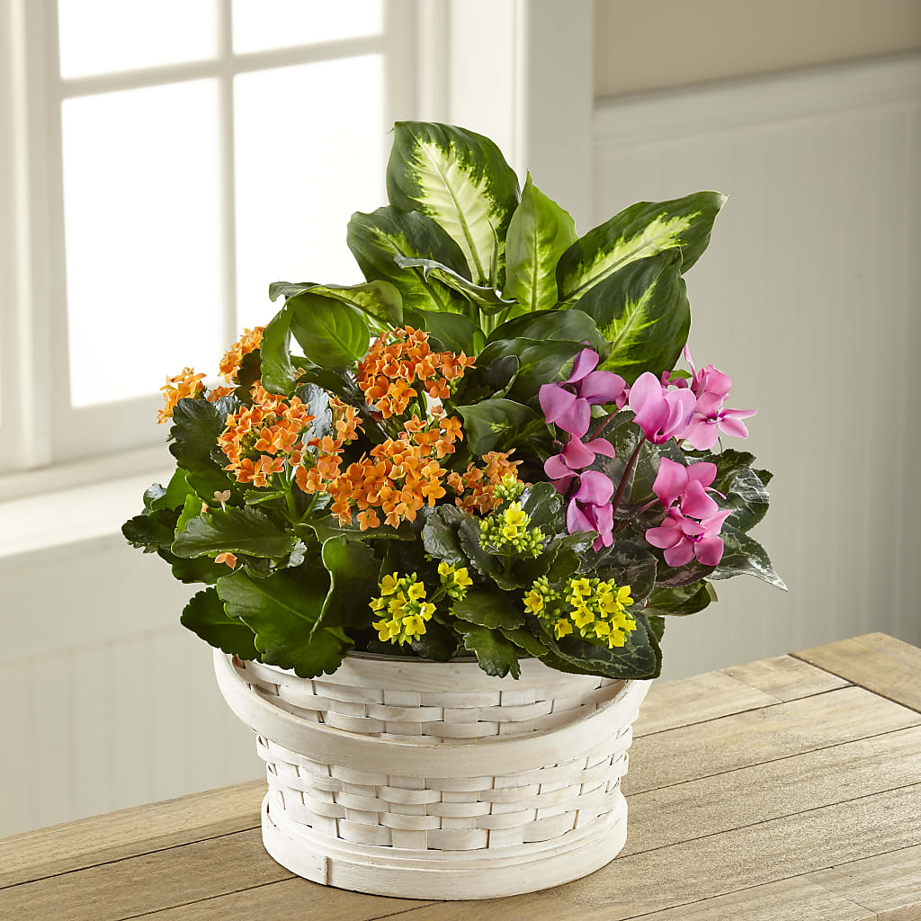 Color Crush Dishgarden – B Floral, Coalville UT