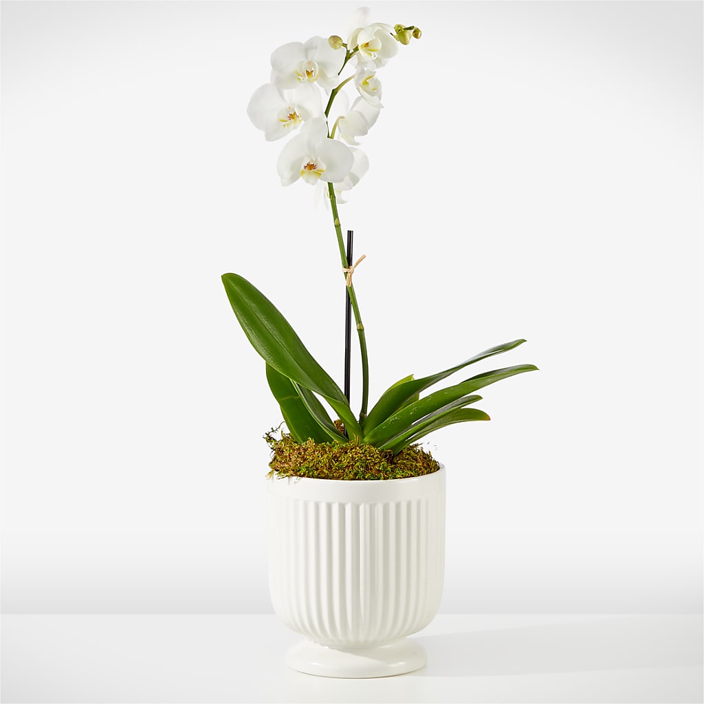 Whispering White Orchid – B Floral, Coalville UT