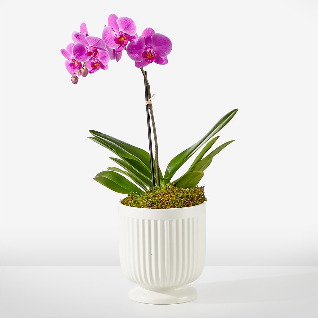 Friendly Fuchsia Orchid – B Floral, Coalville UT