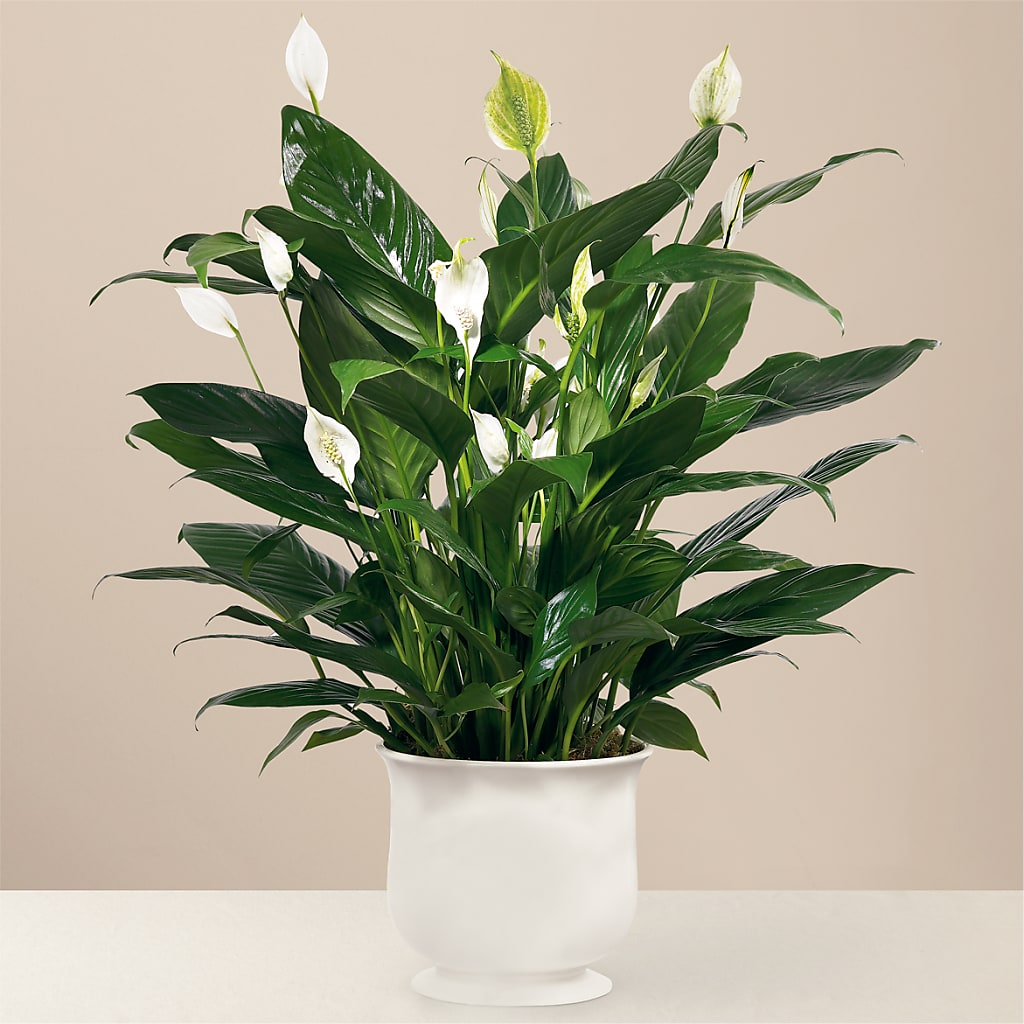 Comfort Planter – B Floral, Coalville UT