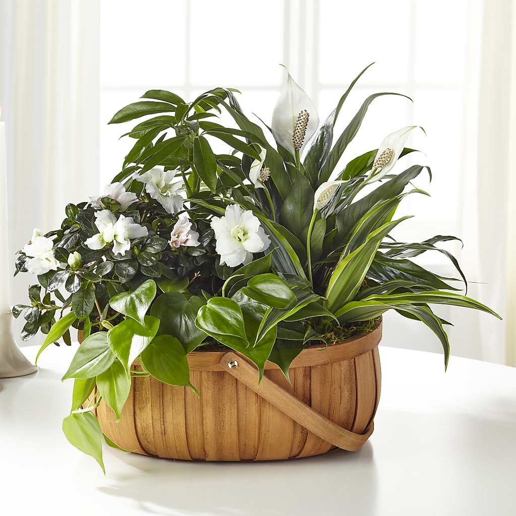Serene Dishgarden – B Floral, Coalville UT