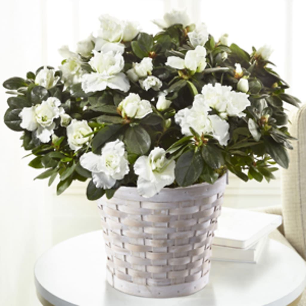 White Azalea Plant – B Floral, Coalville UT