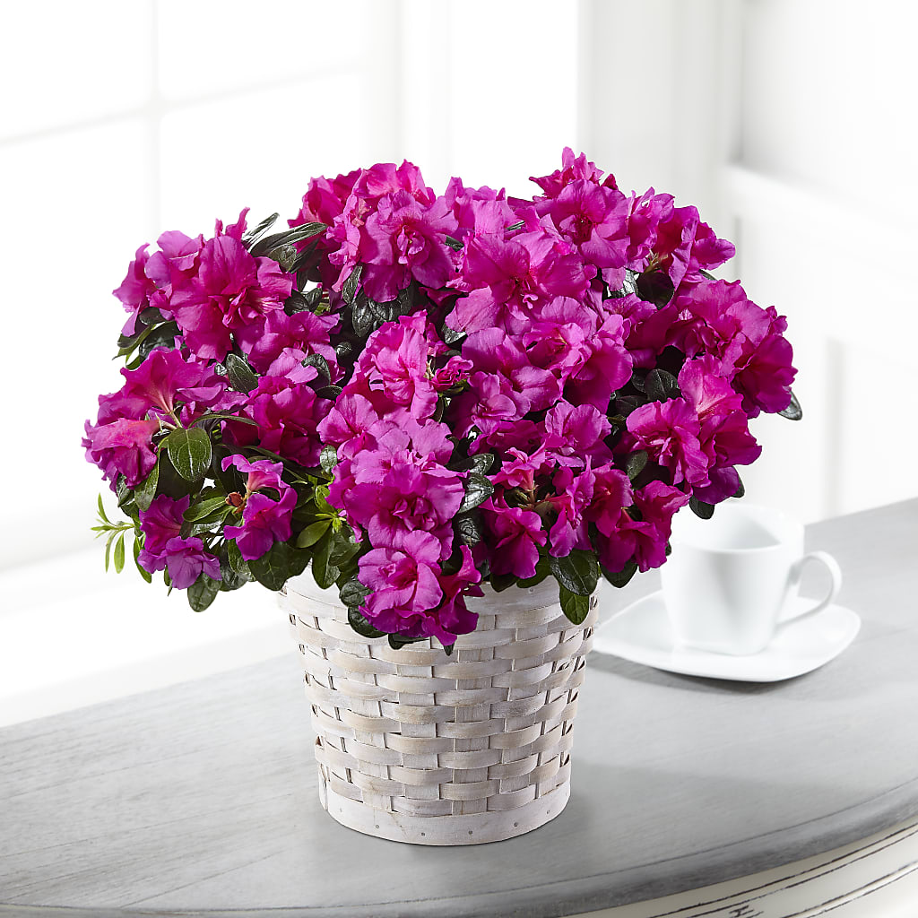 Hope & Serenity Azalea Plant – B Floral, Coalville UT
