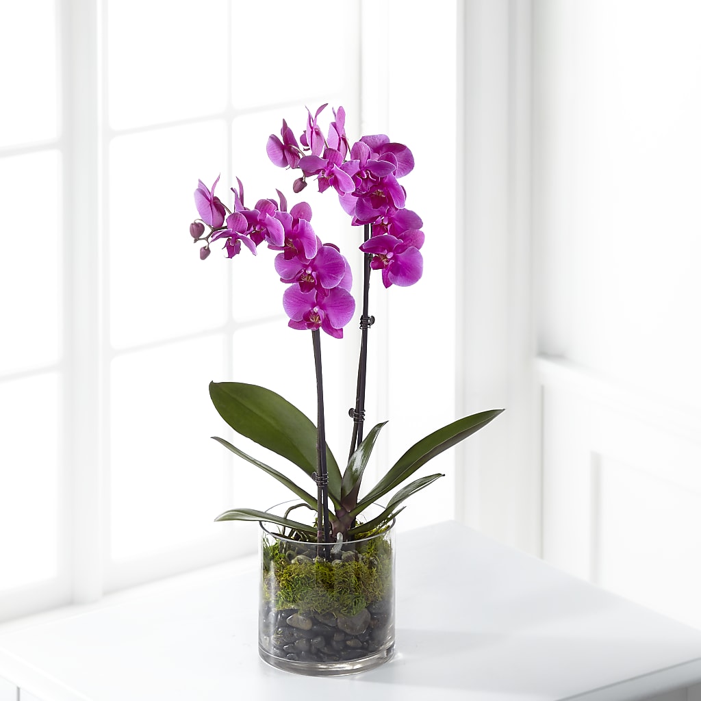 Pink Orchid Plant – B Floral, Coalville UT