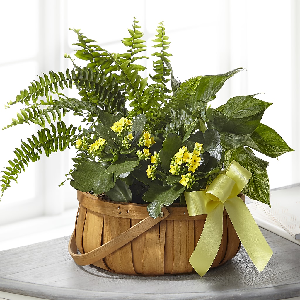 Always Dear Dishgarden – B Floral, Coalville UT