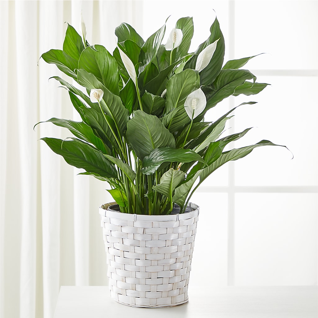 A New Leaf Peace Lily – B Floral, Coalville UT