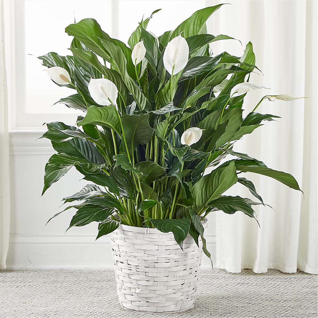 A New Leaf Peace Lily – B Floral, Coalville UT