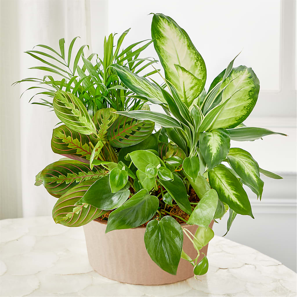 Balance & Harmony Dishgarden – B Floral, Coalville UT