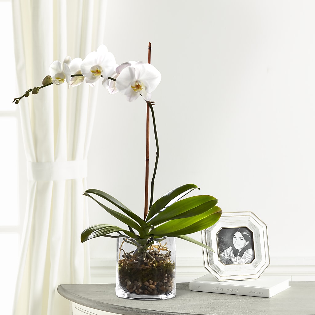 White Orchid Planter – B Floral, Coalville UT