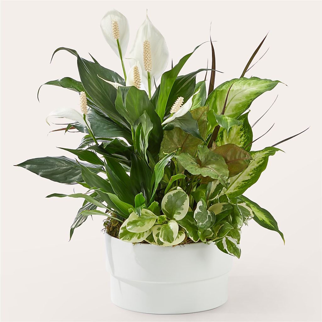 Radiating Positivity Dishgarden – B Floral, Coalville UT