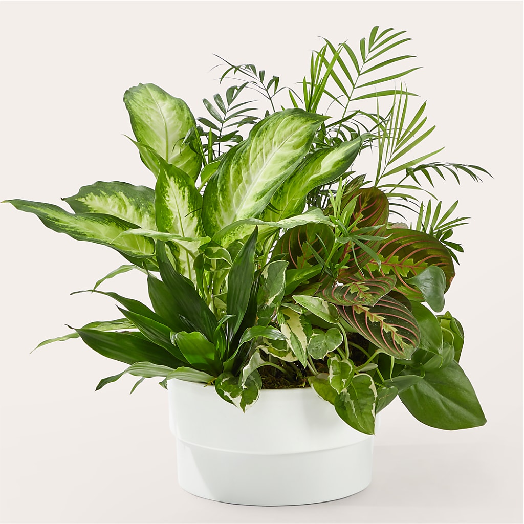 Radiating Positivity Dishgarden – B Floral, Coalville UT