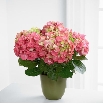Pink Hydrangea Planter –  B Floral, Coalville UT