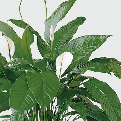 Tranquil Moments Peace Lily Plant –  B Floral, Coalville UT