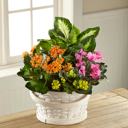 Color Crush Dishgarden –  B Floral, Coalville UT