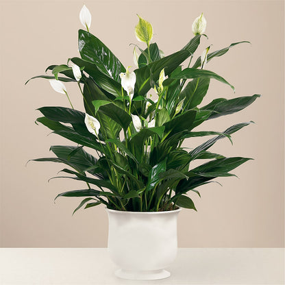 Comfort Planter –  B Floral, Coalville UT