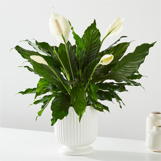 Comfort Planter –  B Floral, Coalville UT
