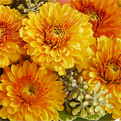 Peachy Pumpkin –  B Floral, Coalville UT