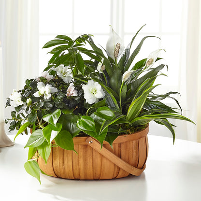 Serene Dishgarden –  B Floral, Coalville UT