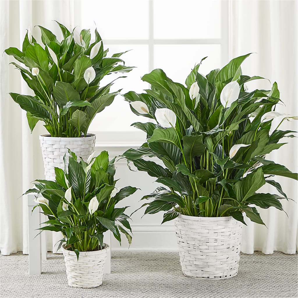 A New Leaf Peace Lily –  B Floral, Coalville UT