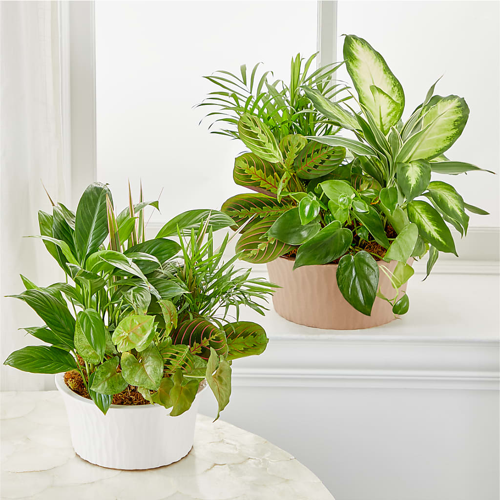 Balance & Harmony Dishgarden –  B Floral, Coalville UT