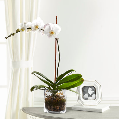White Orchid Planter –  B Floral, Coalville UT